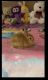 Netherland Dwarf rabbit Rabbits for sale in Newark, NJ 07105, USA. price: NA