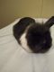 Netherland Dwarf rabbit Rabbits for sale in Macon, GA, USA. price: NA