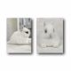 Netherland Dwarf rabbit Rabbits for sale in Lake Placid, FL 33852, USA. price: NA