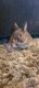 Netherland Dwarf rabbit Rabbits for sale in Sycamore, OH 44882, USA. price: NA
