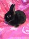 Netherland Dwarf rabbit Rabbits for sale in Monmouth County, NJ, USA. price: $100