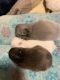 Netherland Dwarf rabbit Rabbits for sale in Hopewell, PA 16650, USA. price: NA