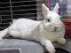 Netherland Dwarf rabbit Rabbits for sale in Anaheim, CA 92801, USA. price: $100