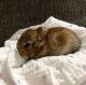 Netherland Dwarf rabbit Rabbits for sale in Ashley, OH 43003, USA. price: NA