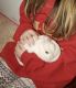 Netherland Dwarf rabbit Rabbits for sale in Flanders, Mt Olive, NJ 07836, USA. price: NA