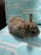 Netherland Dwarf rabbit Rabbits for sale in Clarksville, TN, USA. price: NA
