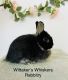 Netherland Dwarf rabbit Rabbits for sale in Gilbert, AZ, USA. price: NA