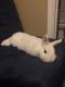 Netherland Dwarf rabbit Rabbits for sale in Houston, TX, USA. price: $10