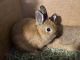 Netherland Dwarf rabbit Rabbits for sale in Sharon, MA, USA. price: NA