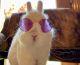 Netherland Dwarf rabbit Rabbits for sale in Frazier Park, CA 93225, USA. price: NA