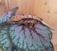 New Caledonian Crested Gecko Reptiles for sale in Stockton, CA, USA. price: NA
