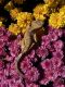 New Caledonian Crested Gecko Reptiles