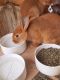 New Zealand rabbit Rabbits for sale in Rural Hall, NC, USA. price: $25