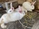 New Zealand rabbit Rabbits for sale in North Chesterfield, VA 23234, USA. price: NA
