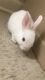 New Zealand rabbit Rabbits for sale in Rayville, LA 71269, USA. price: NA
