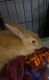 New Zealand rabbit Rabbits for sale in Blacksburg, VA, USA. price: NA
