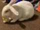 New Zealand rabbit Rabbits for sale in Baltimore, MD, USA. price: NA