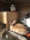 New Zealand rabbit Rabbits for sale in Fayetteville, AR 72701, USA. price: NA