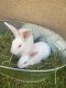 New Zealand rabbit Rabbits for sale in Santa Ana, CA, USA. price: $60