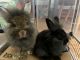 New Zealand rabbit Rabbits for sale in New Boston, NH 03070, USA. price: NA