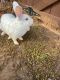New Zealand rabbit Rabbits for sale in Marietta, GA, USA. price: $50