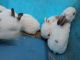 New Zealand rabbit Rabbits for sale in Guyton, GA 31312, USA. price: NA