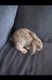 New Zealand rabbit Rabbits for sale in York, PA, USA. price: $25