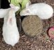 New Zealand rabbit Rabbits for sale in 2657 Brookefield Ln, Kennesaw, GA 30152, USA. price: $20