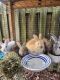 New Zealand rabbit Rabbits for sale in Hampton, VA, USA. price: $25