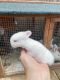 New Zealand rabbit Rabbits for sale in Kissimmee, FL, USA. price: NA