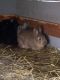 New Zealand rabbit Rabbits for sale in Markleton, PA 15551, USA. price: $15