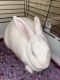 New Zealand rabbit Rabbits for sale in Louisville, KY, USA. price: NA