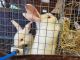 New Zealand rabbit Rabbits for sale in Allendale, SC 29810, USA. price: NA
