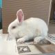 New Zealand rabbit Rabbits for sale in Oregon, IL 61061, USA. price: $15