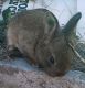 New Zealand rabbit Rabbits for sale in Chiefland, FL 32626, USA. price: $30