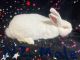New Zealand rabbit Rabbits for sale in Chesterfield, Virginia. price: $30