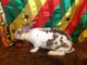 New Zealand rabbit Rabbits for sale in Bridgeport, CT, USA. price: NA