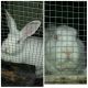 New Zealand rabbit Rabbits for sale in Roseville, OH 43777, USA. price: $60