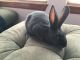 New Zealand rabbit Rabbits for sale in San Diego, CA, USA. price: $40