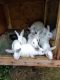 New Zealand rabbit Rabbits