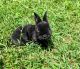 New Zealand rabbit Rabbits