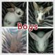 New Zealand rabbit Rabbits for sale in Ashtabula, OH 44004, USA. price: $10