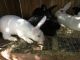 New Zealand rabbit Rabbits for sale in Vancouver, WA, USA. price: NA