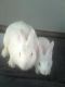 New Zealand rabbit Rabbits for sale in Trenton, NC 28585, USA. price: $20