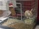 New Zealand rabbit Rabbits for sale in Wilson, NC, USA. price: $20