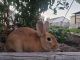 New Zealand rabbit Rabbits for sale in Hyrum, UT 84319, USA. price: NA