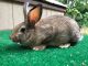 New Zealand rabbit Rabbits for sale in Bath Twp, MI, USA. price: $30
