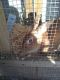 New Zealand rabbit Rabbits for sale in 3612 OH-309, Galion, OH 44833, USA. price: $40