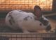 New Zealand rabbit Rabbits for sale in Raymond, WA 98577, USA. price: NA
