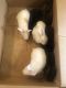 New Zealand rabbit Rabbits for sale in Cadiz, KY 42211, USA. price: NA